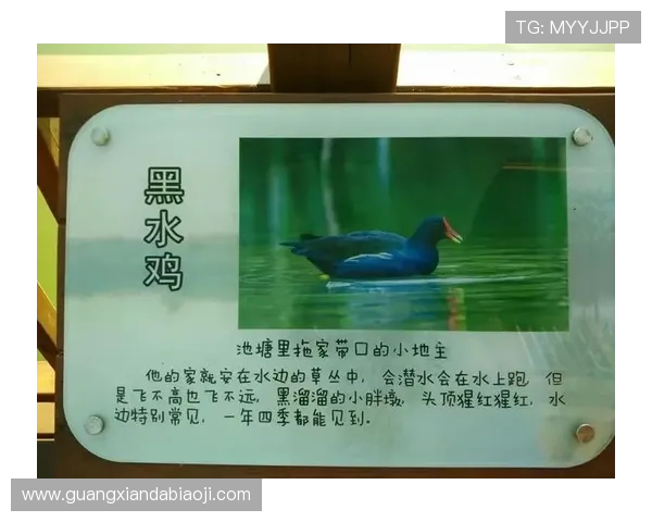 博鱼真人技巧：提升胜率的有效策略与方法