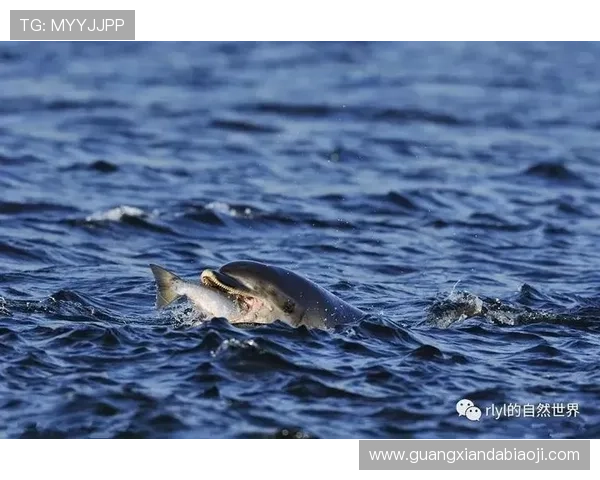 K8捕鱼王攻略：全面提升捕鱼技巧的实用指南与策略分析